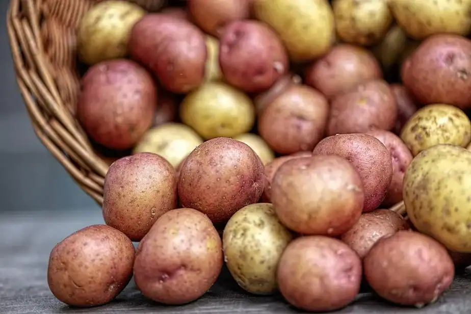 Potatoes Didn’t Just Feed Ancient Indigenous Communities in the Andes—the Tasty Tubers Also Reshaped People’s DNA