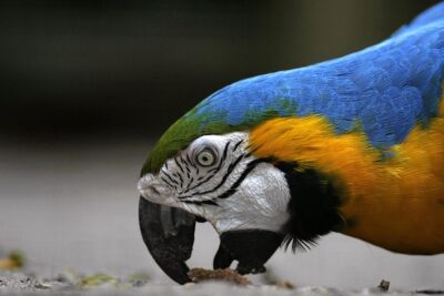 Prowling cats, pink dolphins and giant eagles: 16 incredible photos from the Amazon