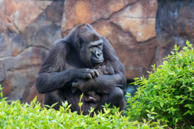 Great Apes Think Differently From Each Other, Just Like People
