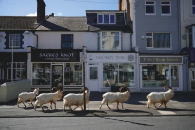 The Covid lockdown accidentally created an incredible nature experiment. Here’s why