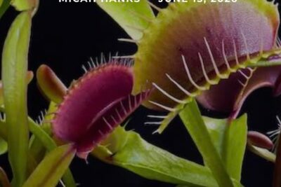 A Venus Flytrap Mystery That Has Perplexed Scientists Since Darwin Has Finally Been Solved