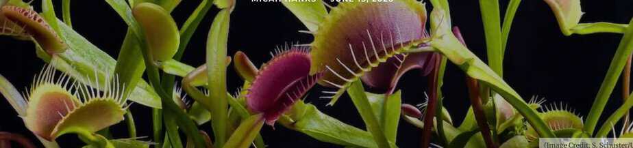 A Venus Flytrap Mystery That Has Perplexed Scientists Since Darwin Has Finally Been Solved