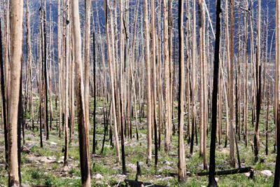The Jasper Wildfire Produced More Energy than a Nuclear Bomb