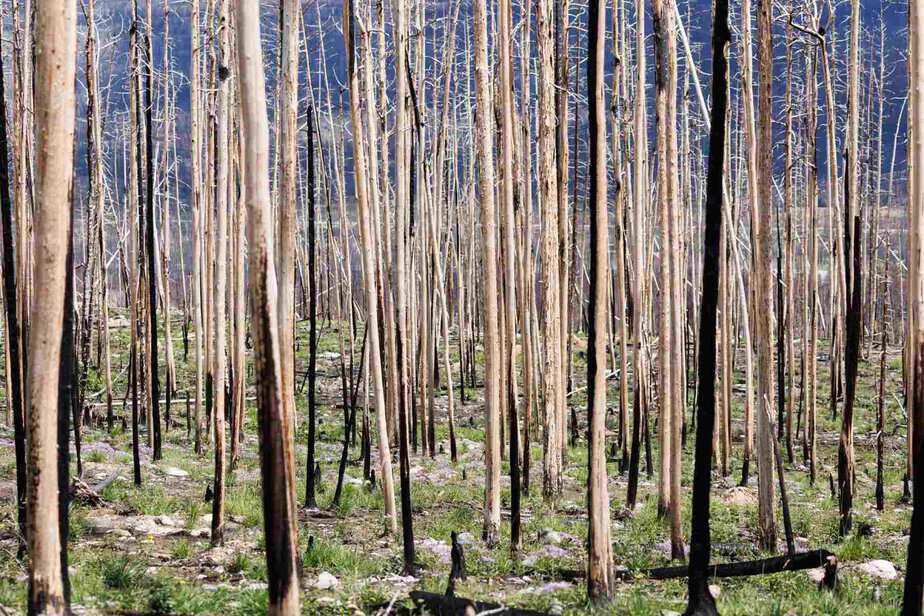 The Jasper Wildfire Produced More Energy than a Nuclear Bomb