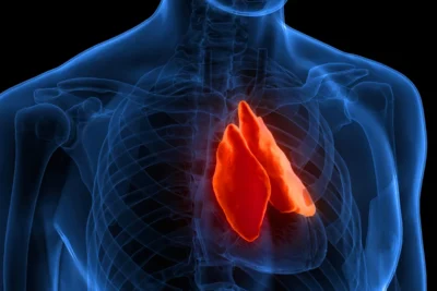 The forgotten organ that could predict how long you live