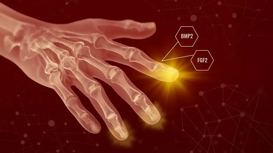 Humans may have hidden regenerative powers