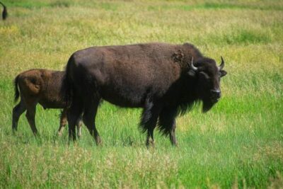 20 Shocking Facts About The American Bison You Didn’t Know