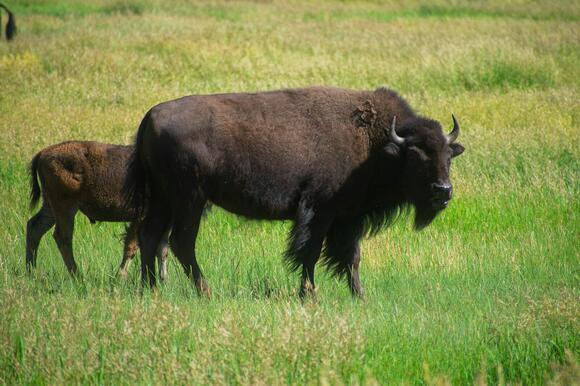 20 Shocking Facts About The American Bison You Didn’t Know