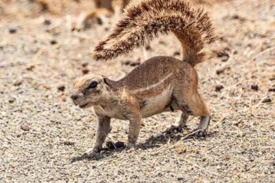12 Things Squirrels Do in Your Yard That Are Actually Warnings (Your Neighbors Don’t Notice)