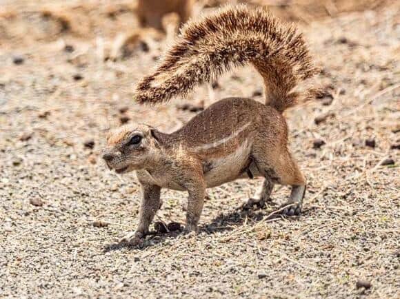 12 Things Squirrels Do in Your Yard That Are Actually Warnings (Your Neighbors Don’t Notice)