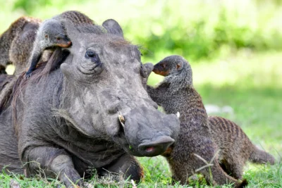 The secret language behind animal cooperation