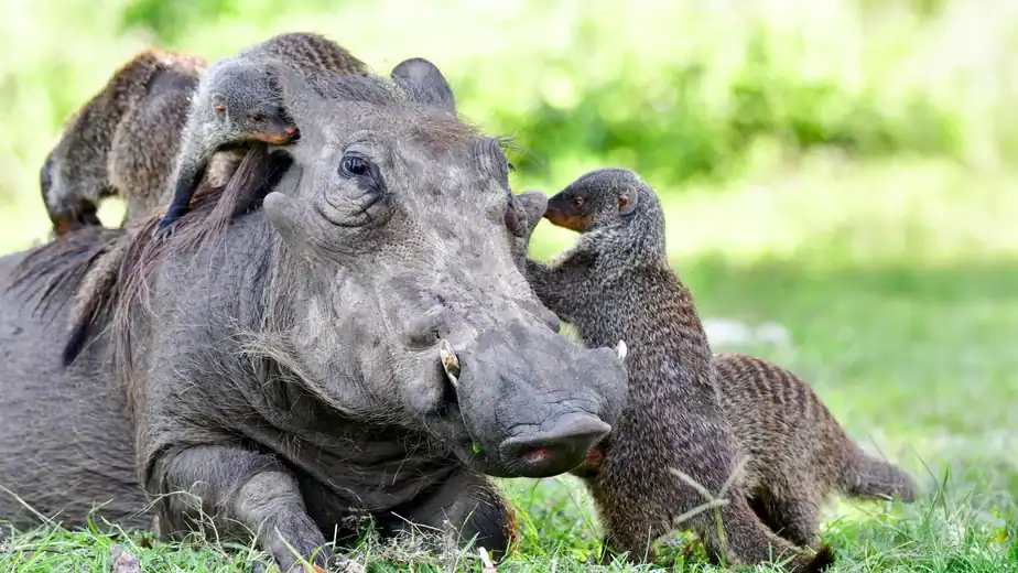 The secret language behind animal cooperation