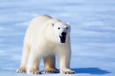 “There we were, being ambushed by a probably very hungry polar bear, in a boat with no engine and no means of protecting ourselves…”