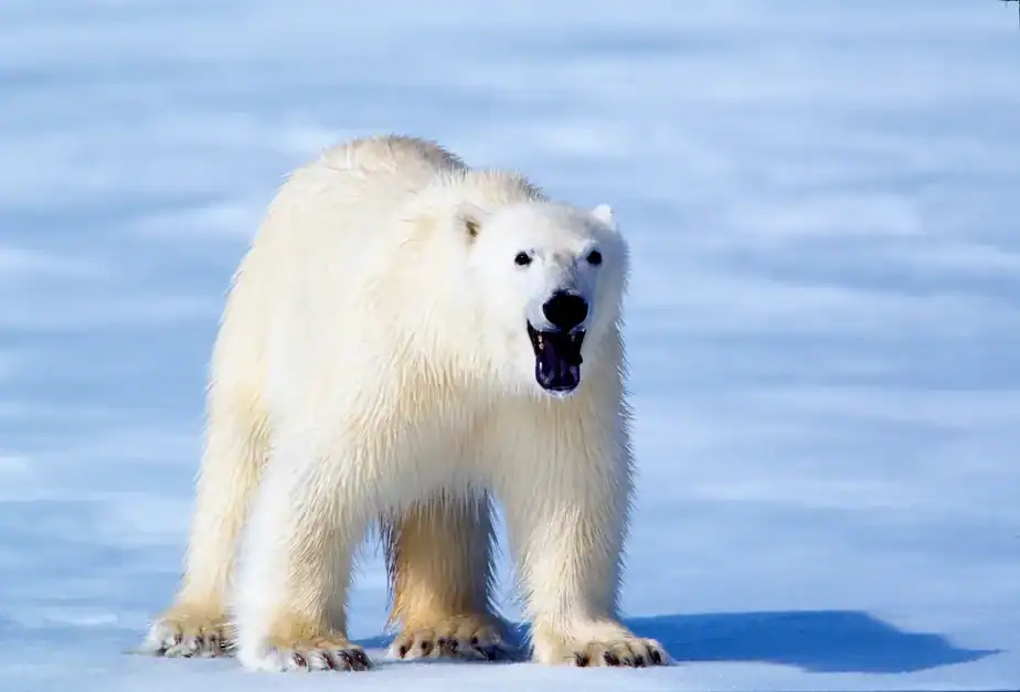 “There we were, being ambushed by a probably very hungry polar bear, in a boat with no engine and no means of protecting ourselves…”