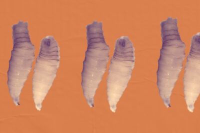 Texas’ Fight Against the Screwworm Will Be Nasty and Brutish