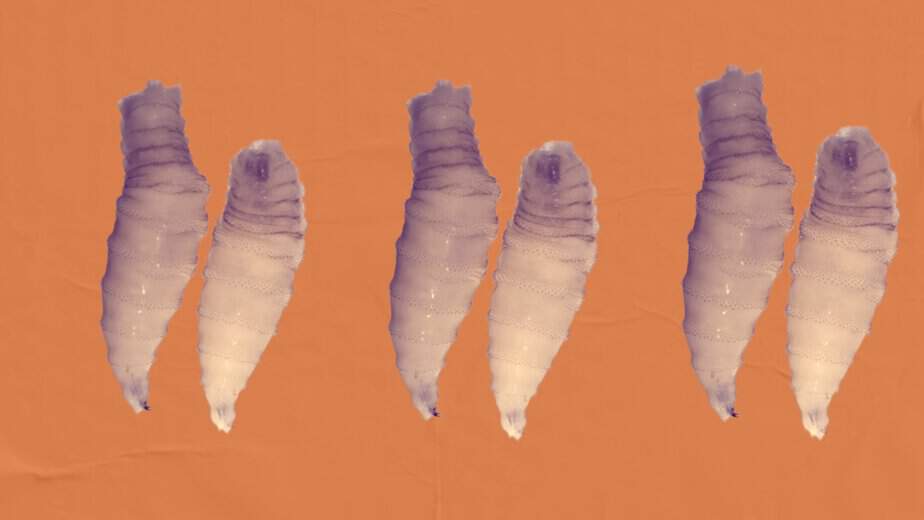 Texas’ Fight Against the Screwworm Will Be Nasty and Brutish