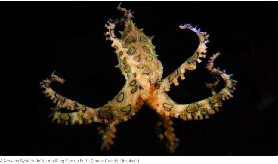 🔥 The Remarkable Intelligence of Octopuses: Beyond What Scientists Imagined