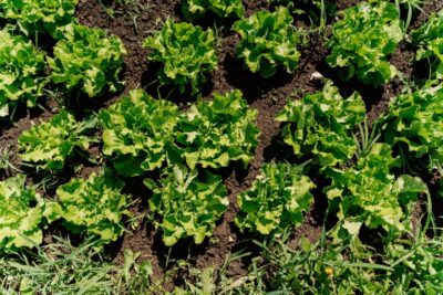 Cyclospora outbreaks start with human contamination. Nobody has ever been able to figure out how |