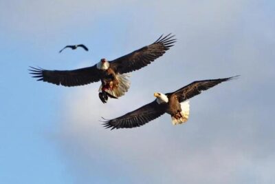 The Eagle That Carries Prayers in Native American Lore