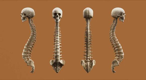 Evolutionary biology says the human spine was not designed for walking upright – it was redesigned for it over two million years and the back pain that results affects almost every adult on Earth as a consequence