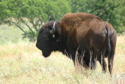 America’s Wild Bison Herds Are Making a Powerful Comeback Across the Plains –