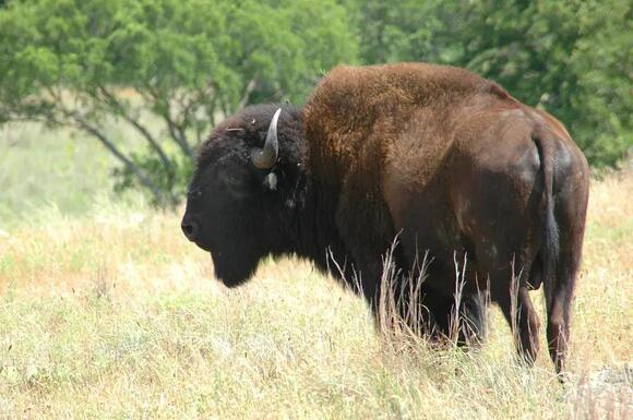 America’s Wild Bison Herds Are Making a Powerful Comeback Across the Plains –