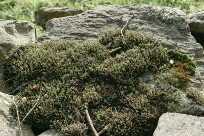 The True History of New England’s Stone Walls