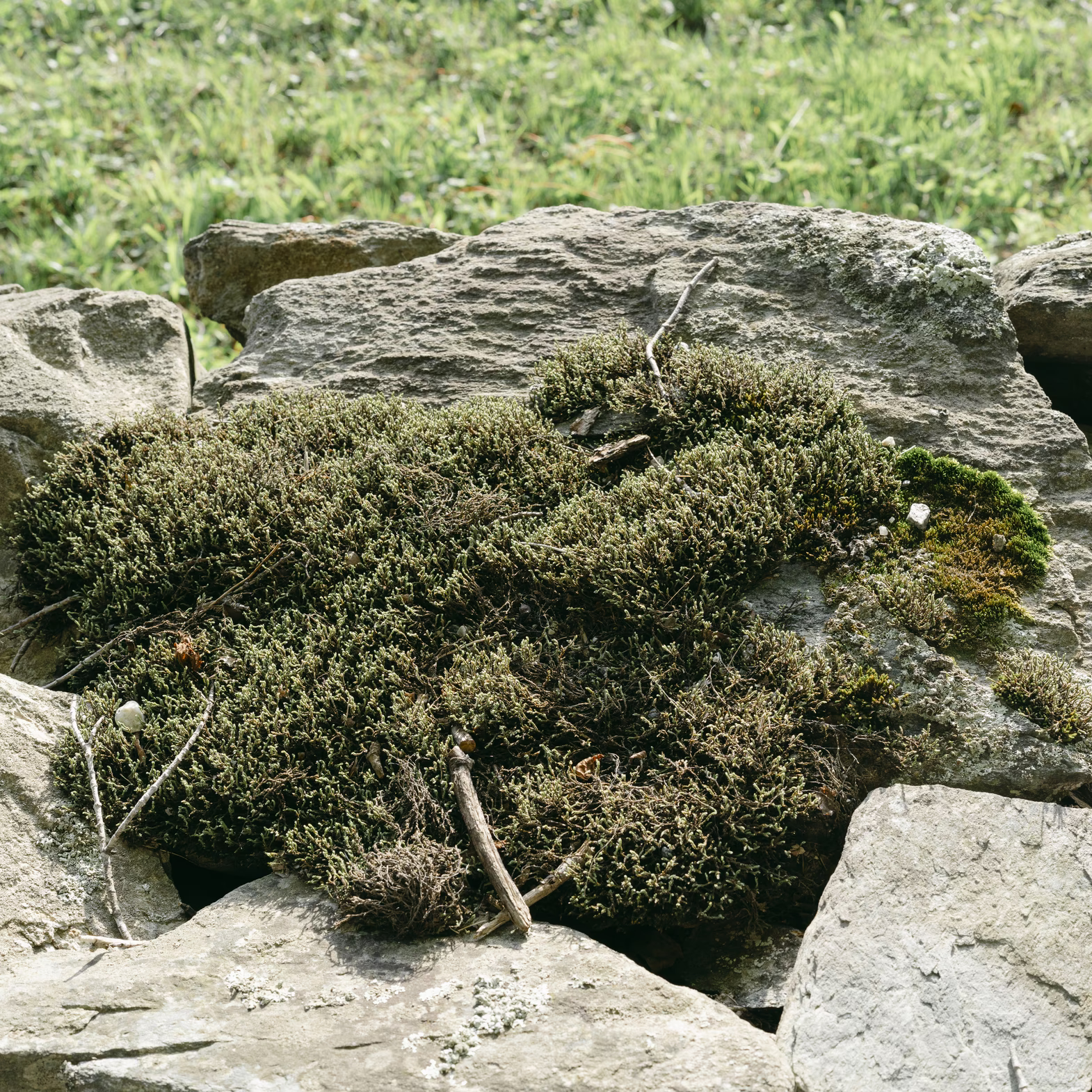 The True History of New England’s Stone Walls