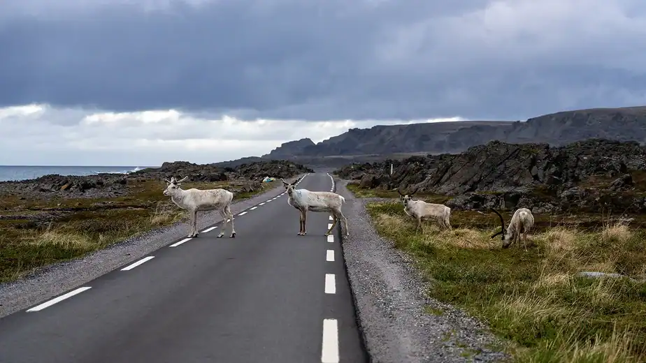 The lonely road to Europe’s Arctic edge