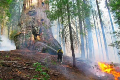 The best way to save giant sequoias may be more fire