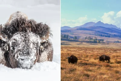 Tom Murphy Has Photographed Yellowstone’s Bison for Over 40 Years