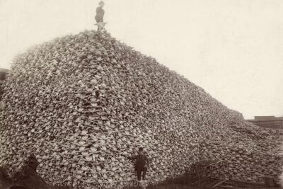 What Happened to the Bones of the American Bison?