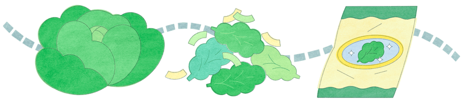 How Does Bagged Lettuce Get Contaminated With Cyclospora Anyway?