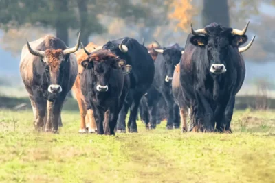 Prehistoric aurochs are back from extinction and spreading across Europe. And they could be heading to the UK sometime soon…