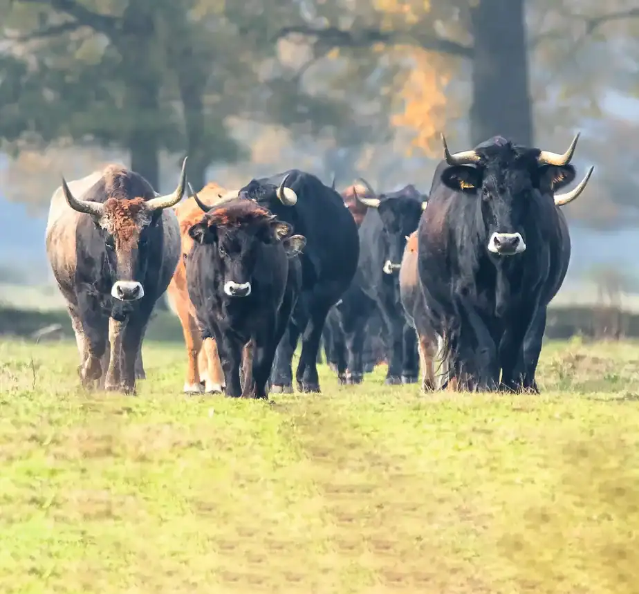 Prehistoric aurochs are back from extinction and spreading across Europe. And they could be heading to the UK sometime soon…