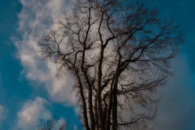 The deadly experiment that could save the American elm