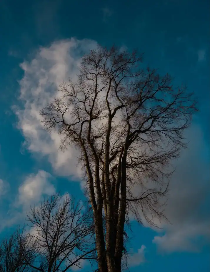 The deadly experiment that could save the American elm