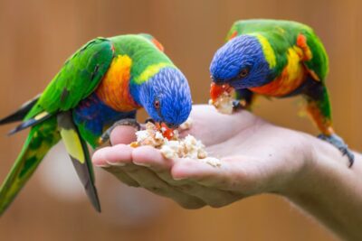 Backyard bird feeding could be a bird flu ‘superspreader’. An expert explains
