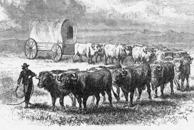 Why So Many Pioneer Families Chose Oxen Over Horses –