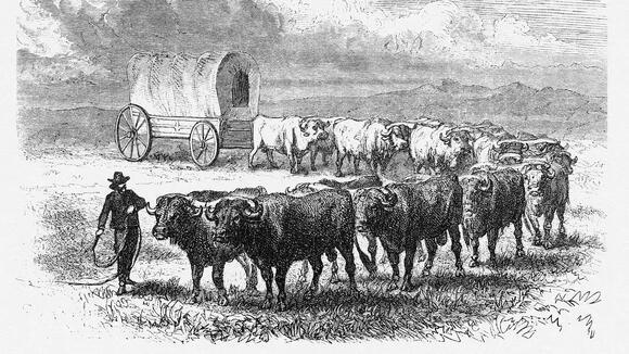 Why So Many Pioneer Families Chose Oxen Over Horses –
