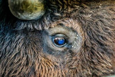 gallery of incredible bison photographs