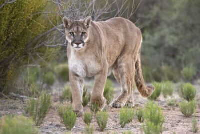 There’s One Predator That Terrifies Bears And Mountain Lions Alike : ScienceAlert