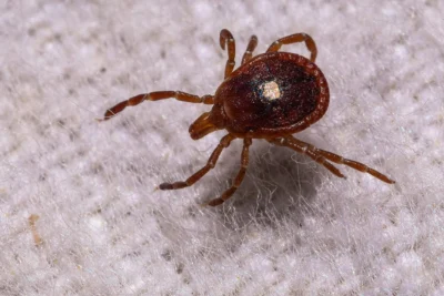 The explosion of ticks and Alpha-gal syndrome