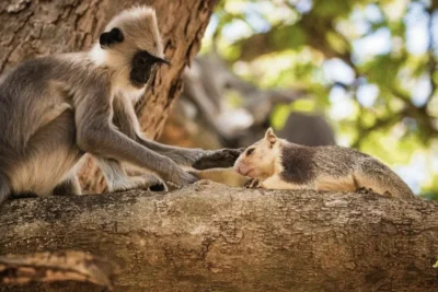 Do Monkeys Keep Pets? Study Finds Widespread Primate Interactions With Other Animal Species, From Mice to Deer