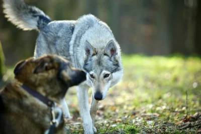 The Story of How Wolves Became Dogs Is Stranger Than We Thought