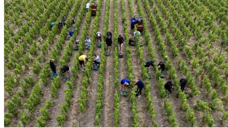 France’s record heatwave pushes champagne alcohol levels to historic high