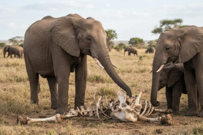 12 Animals That Grieve When the Person They Love Is Gone