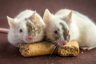 Engineering Animals to Grow Human Organs — But Not Human Minds