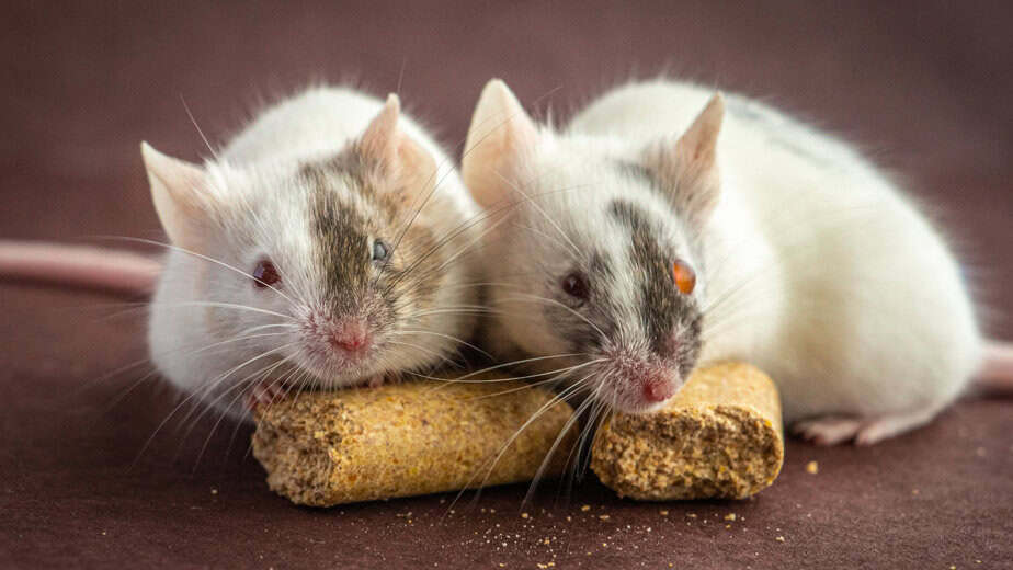 Engineering Animals to Grow Human Organs — But Not Human Minds