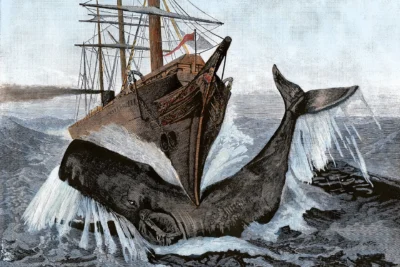 A mysterious organ in the sperm whale’s head gives it the power to sink ships